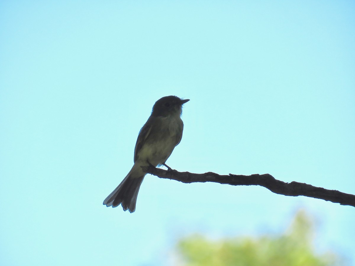 Eastern Phoebe - ML69445301