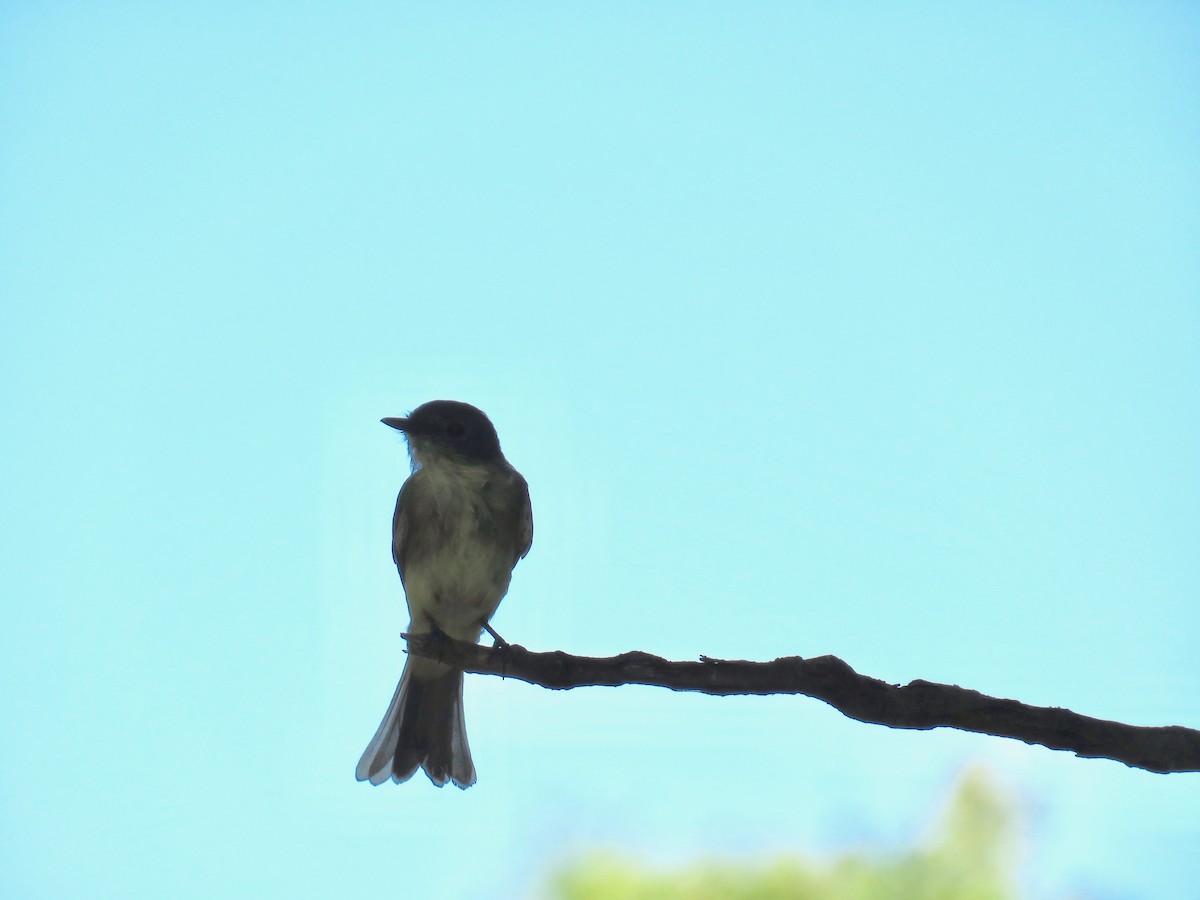 Eastern Phoebe - ML69445311