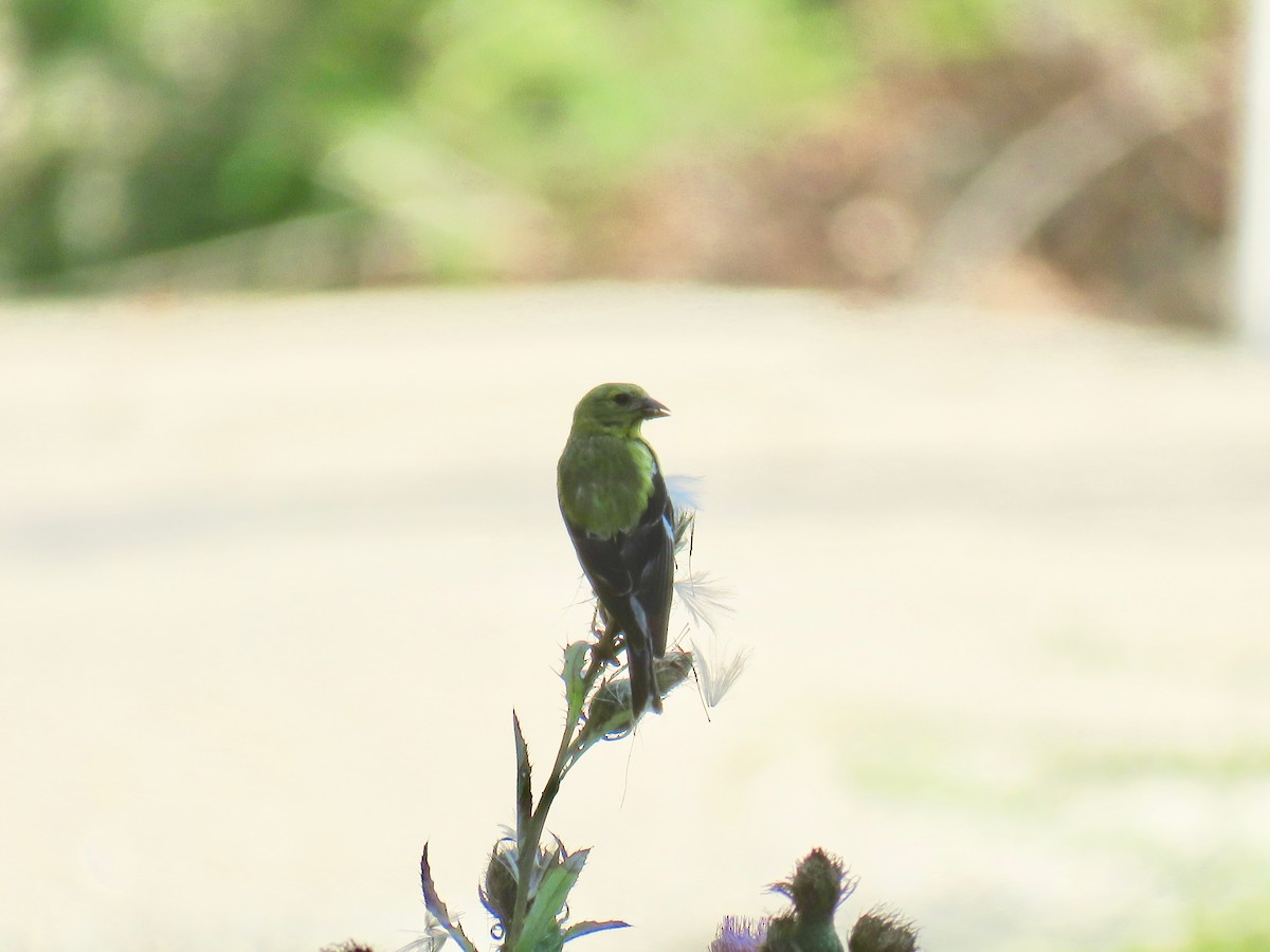 American Goldfinch - Ann Tanner