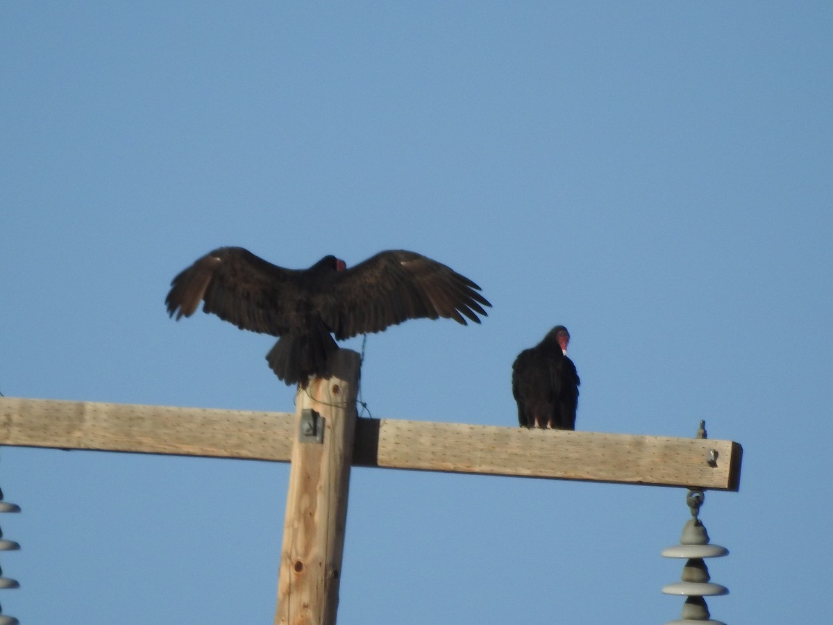 Turkey Vulture - ML69446661