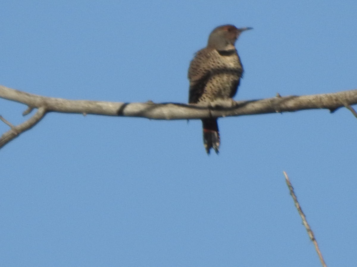 Northern Flicker (Red-shafted) - ML69446871