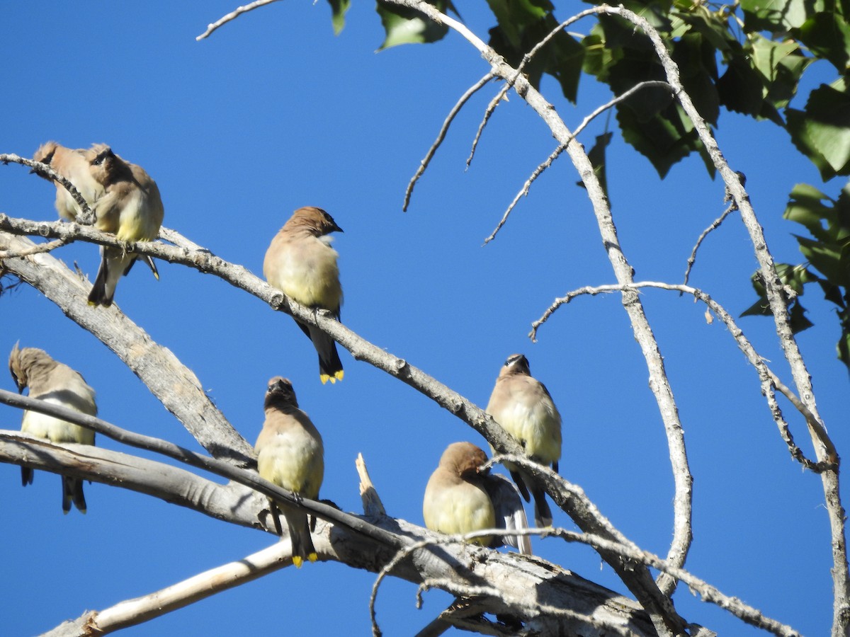 Cedar Waxwing - ML69446981