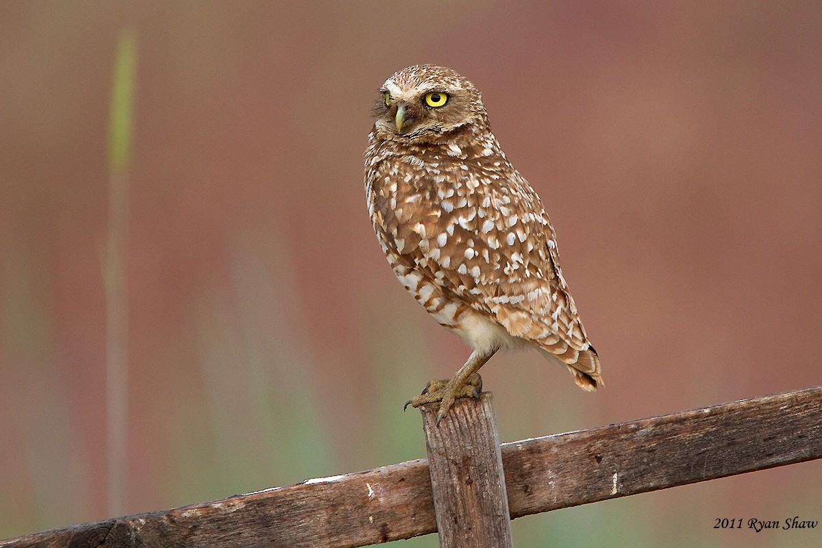Burrowing Owl - Ryan Shaw