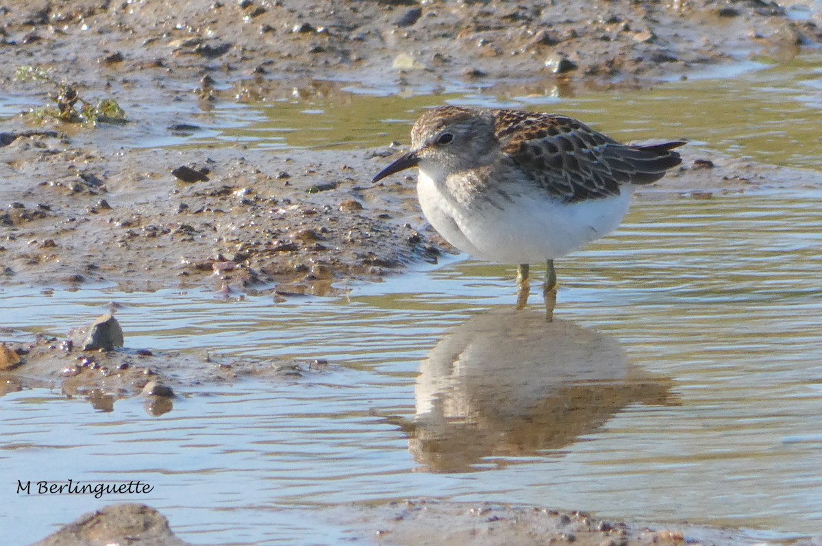 Least Sandpiper - ML69449681