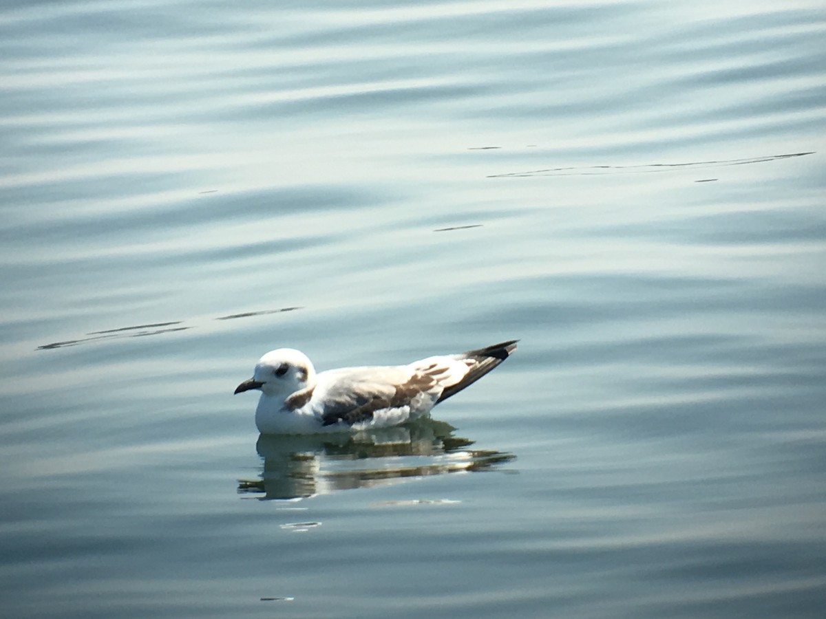 Mouette tridactyle - ML69450011