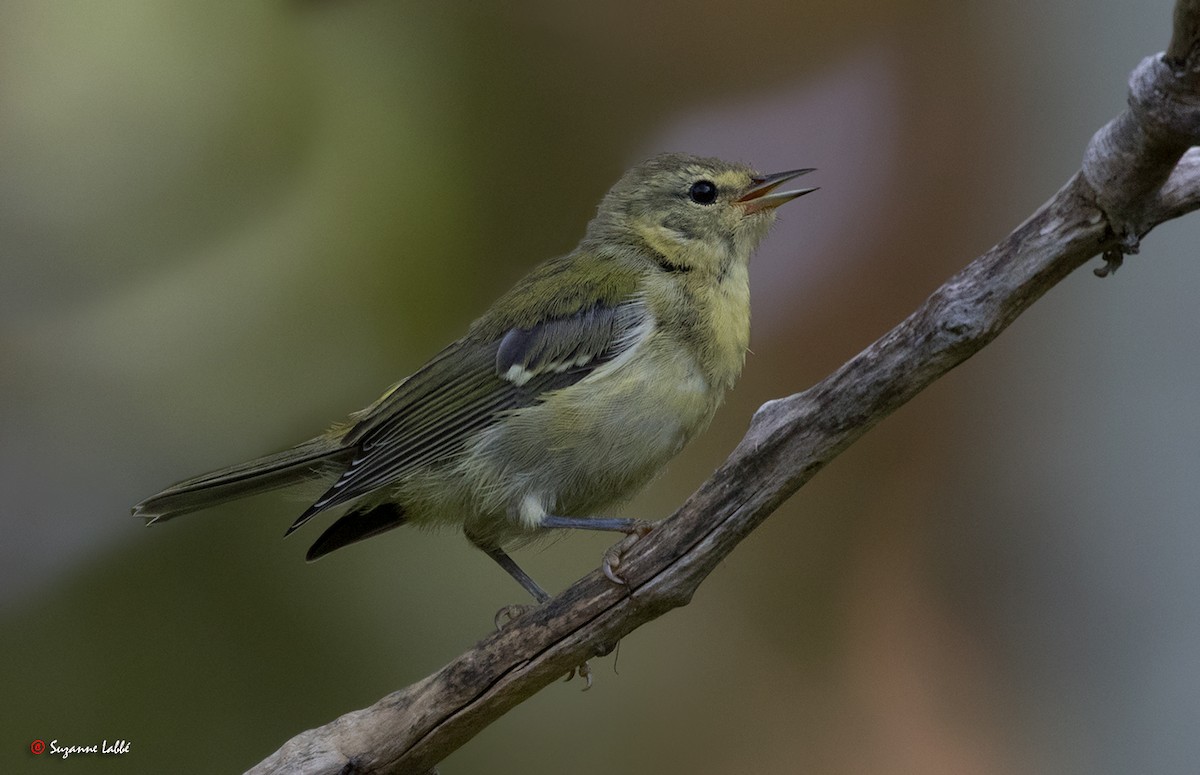 Tennessee Warbler - Suzanne Labbé