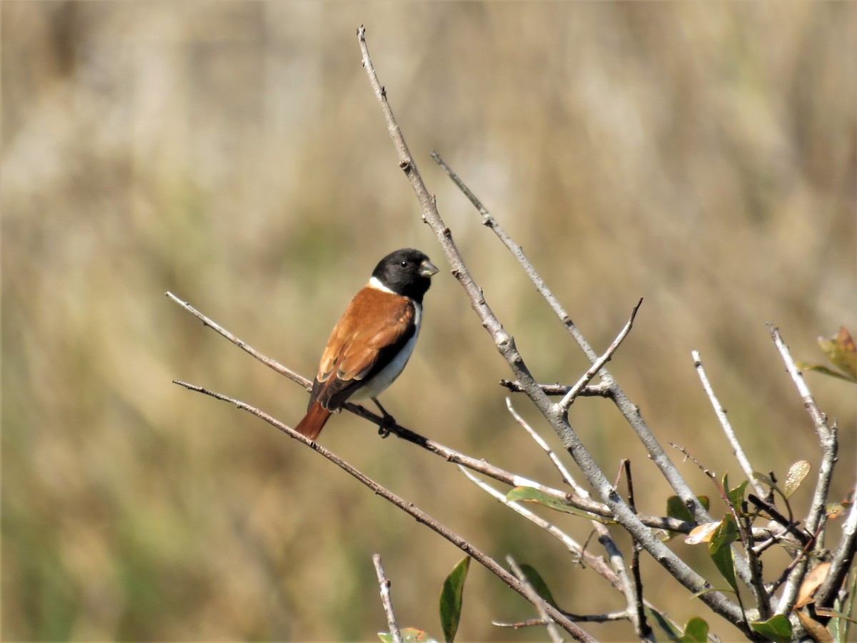 Black-headed Canary (Black-headed) - ML69450711