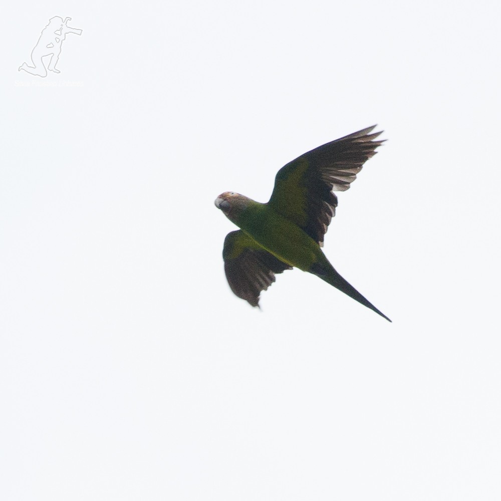 Dusky-headed Parakeet - ML69450791