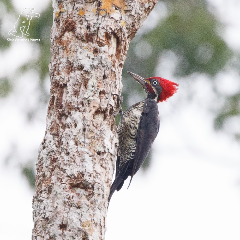 Lineated Woodpecker - ML69450811