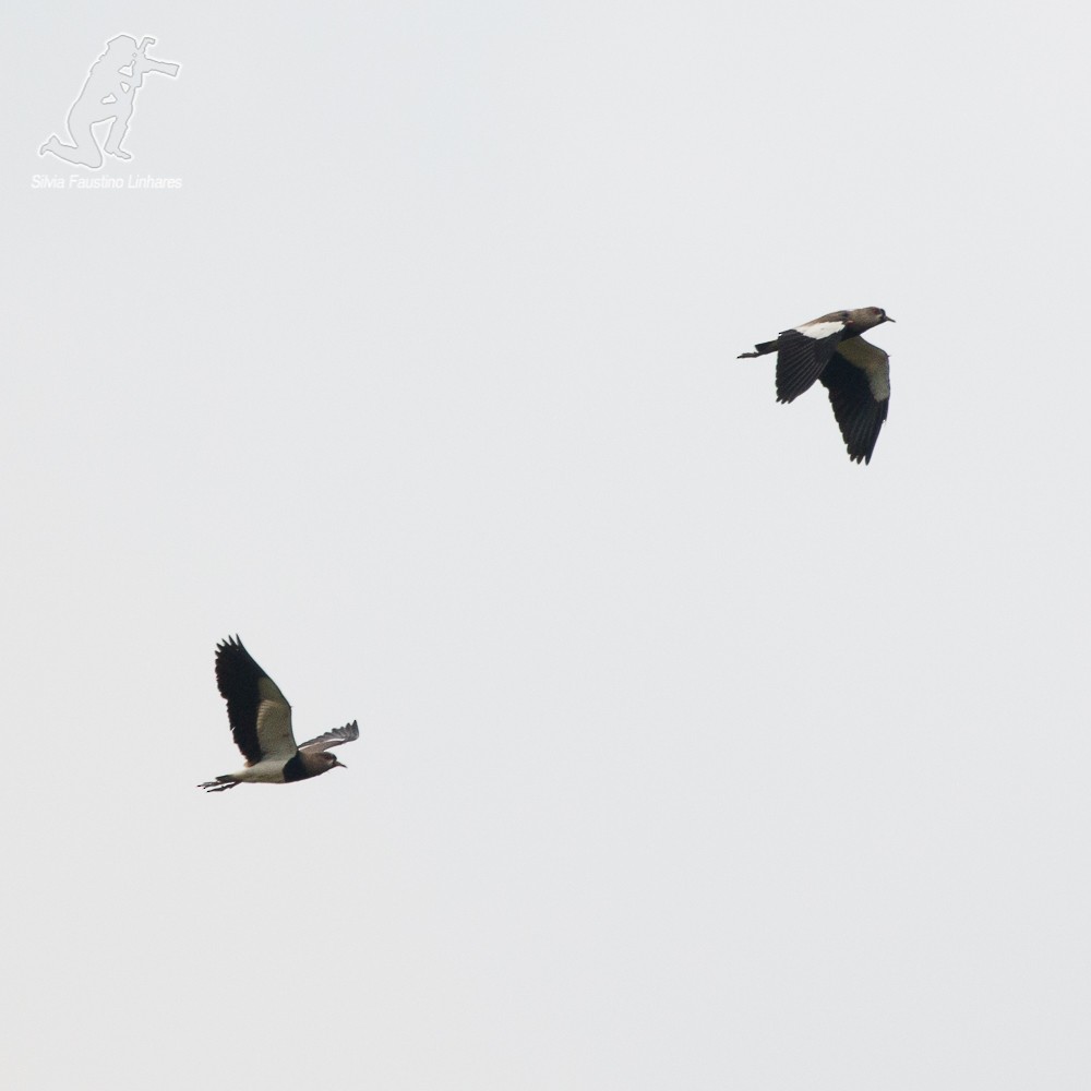 Southern Lapwing - Silvia Faustino Linhares