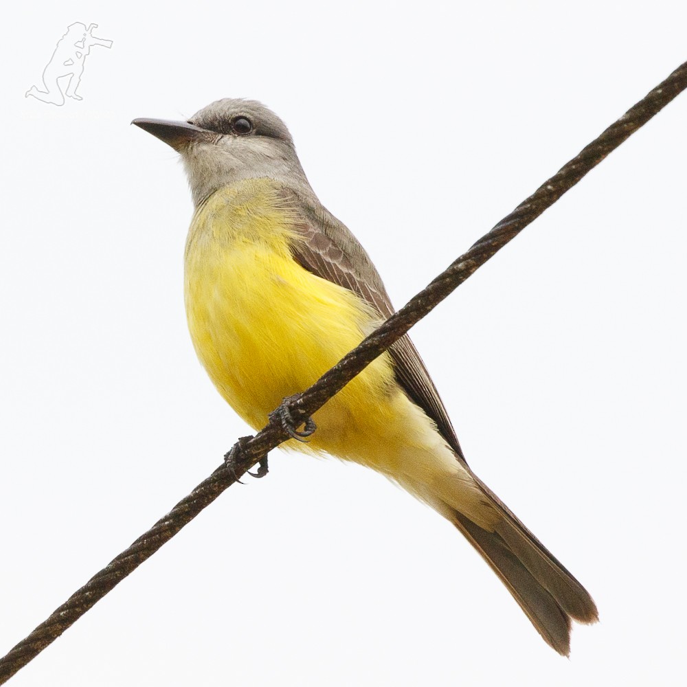 Tropical Kingbird - ML69450891