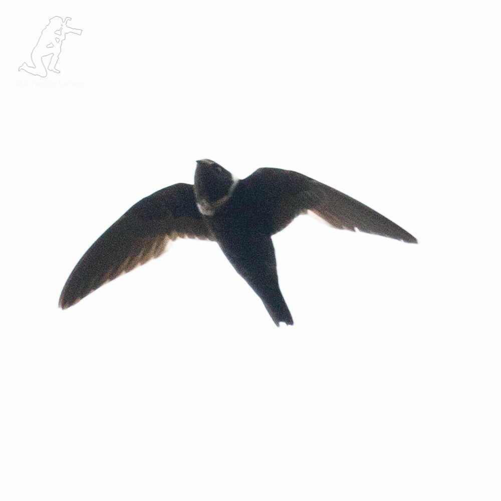 White-collared Swift - ML69450971