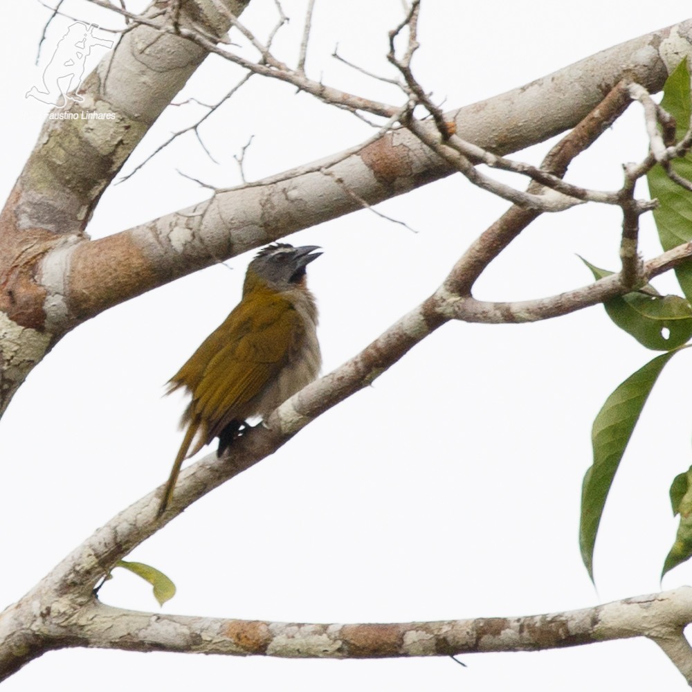 Buff-throated Saltator - ML69451021