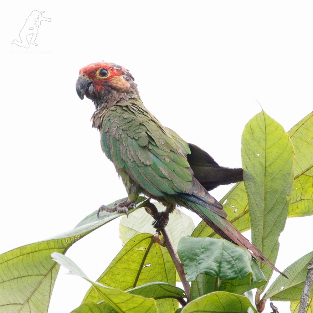 Rose-fronted Parakeet - Silvia F🪶 Linhares