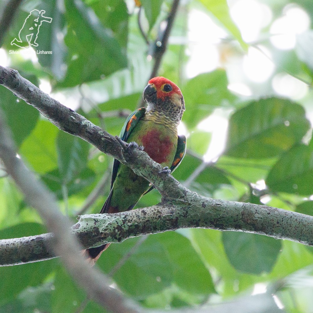 Rose-fronted Parakeet - ML69451131