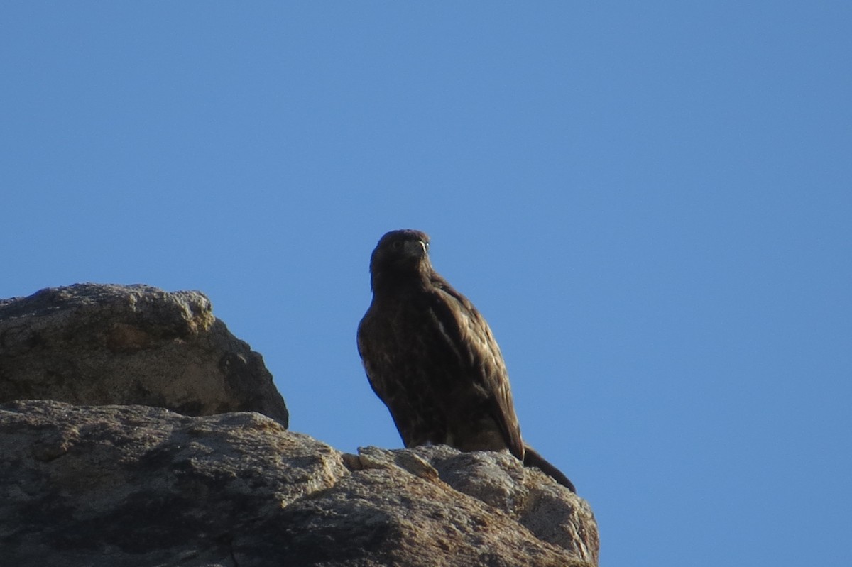 Red-tailed Hawk (calurus/alascensis) - Bryant Olsen