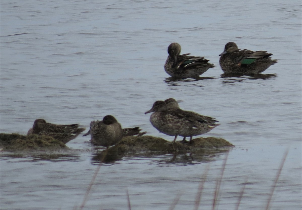 Green-winged Teal - Timothy Fennell