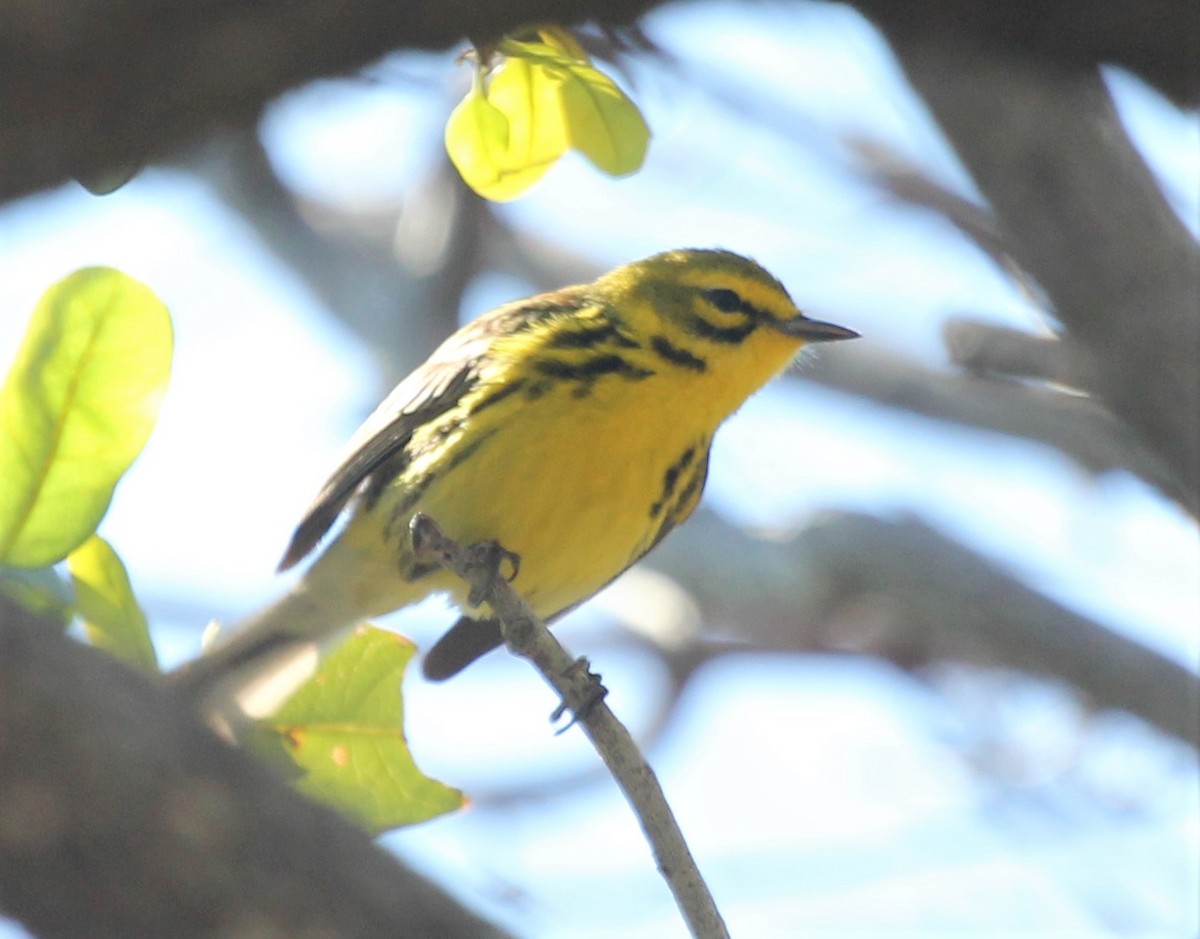 Prairie Warbler - ML69456681