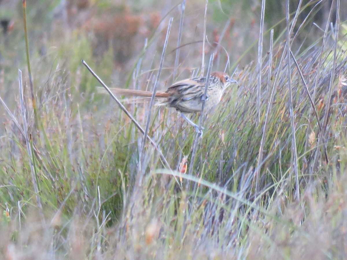 Cape Grassbird - ML69457321