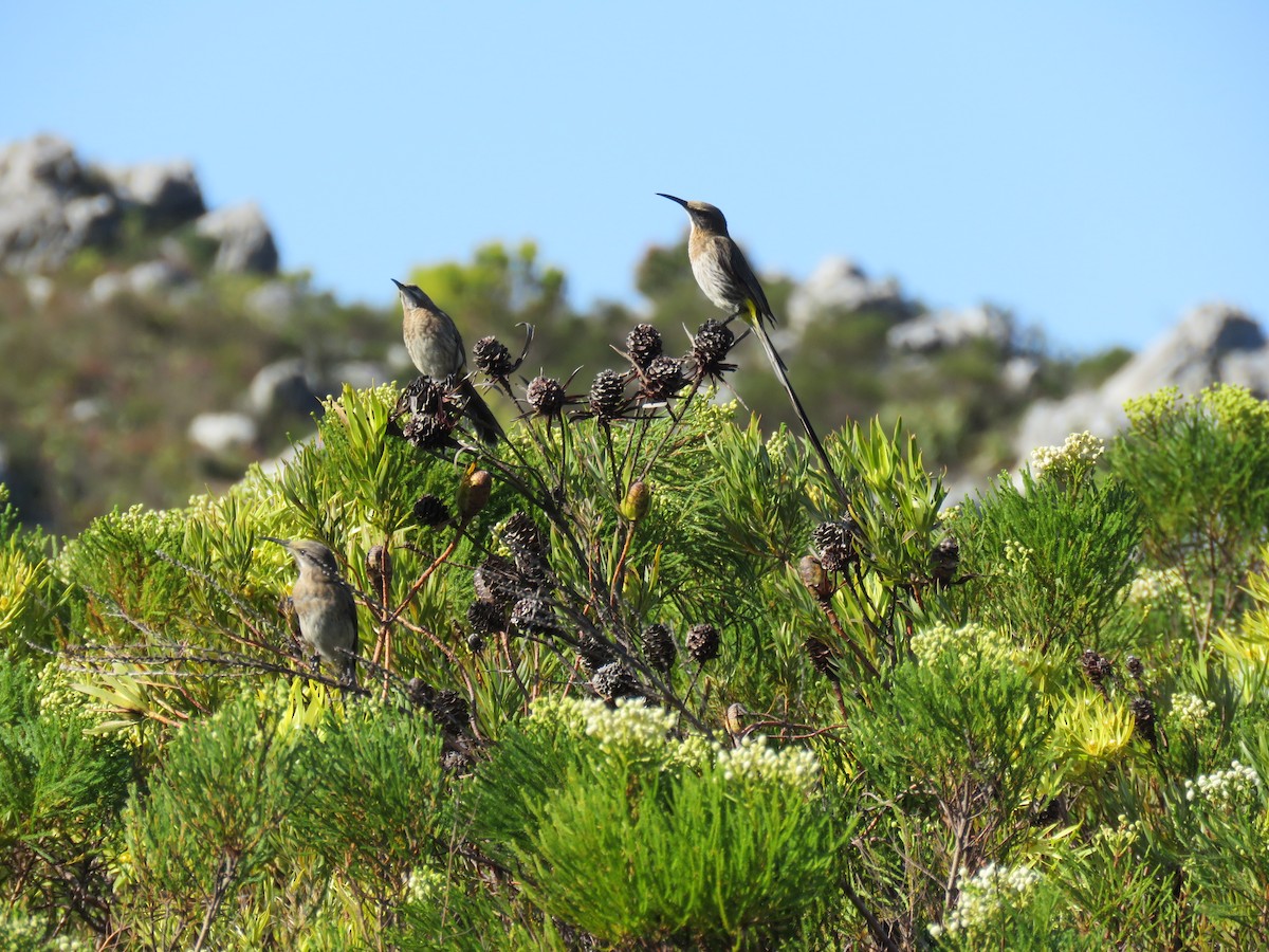 Cape Sugarbird - ML69457591