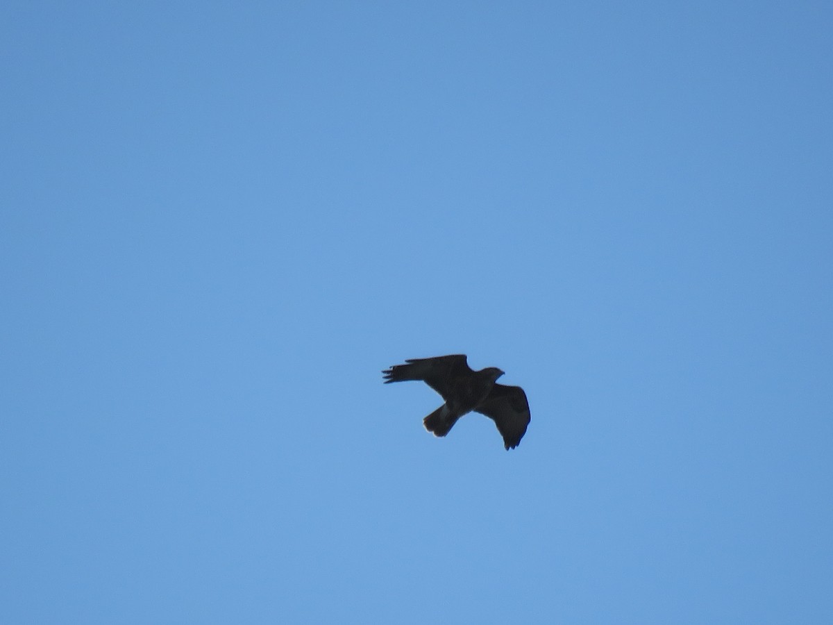 Common Buzzard - Thomas Brooks