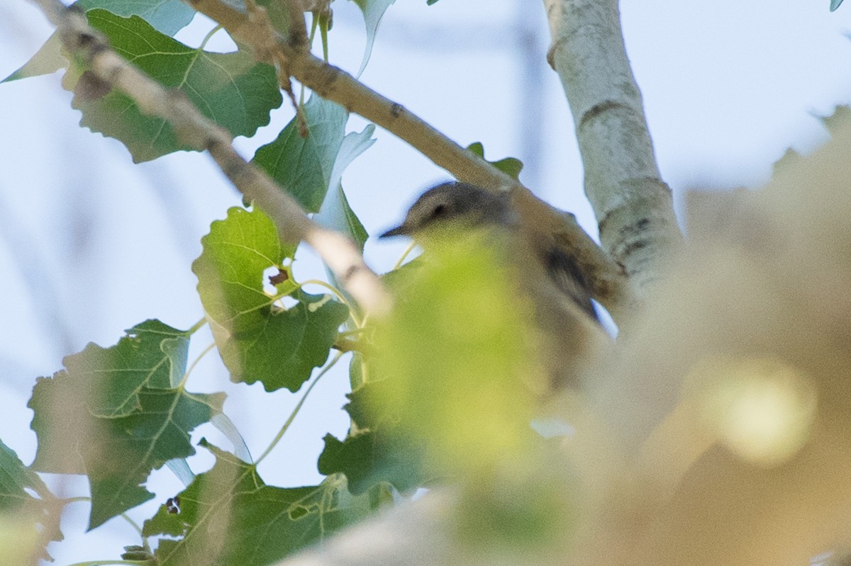 Plumbeous Vireo - ML69458631