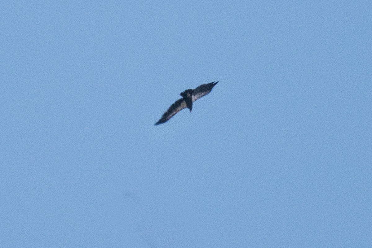 California Condor - ML69458671