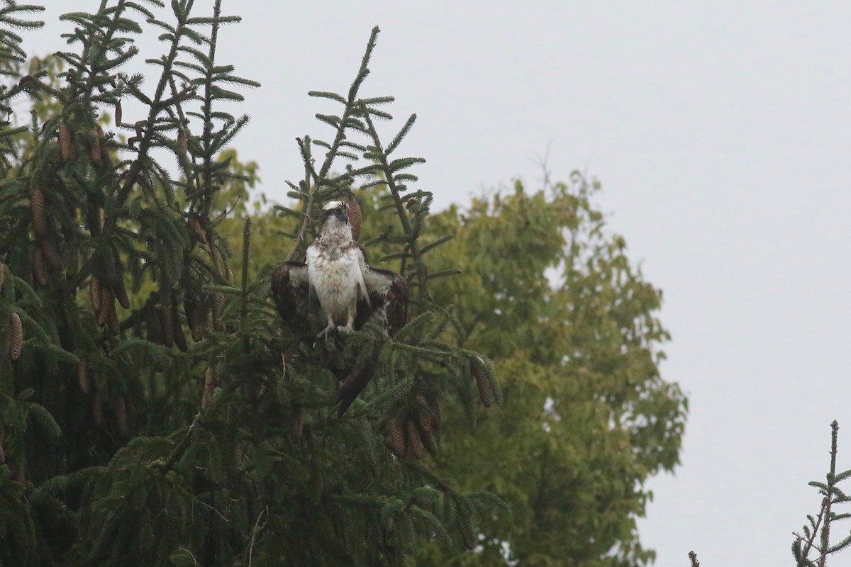 Osprey (American) - ML69459241