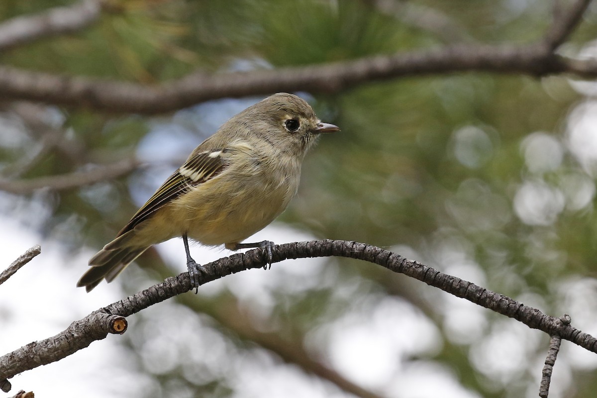 Vireo de Hutton - ML69459751