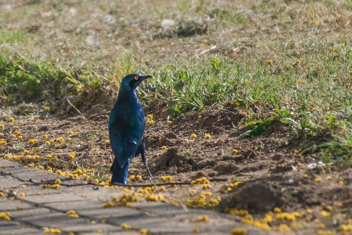 Greater Blue-eared Starling - Adam Jackson