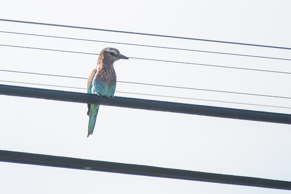 Lilac-breasted Roller - ML69461231