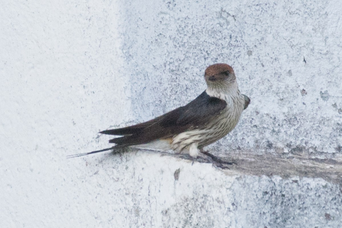 Greater Striped Swallow - ML69461291