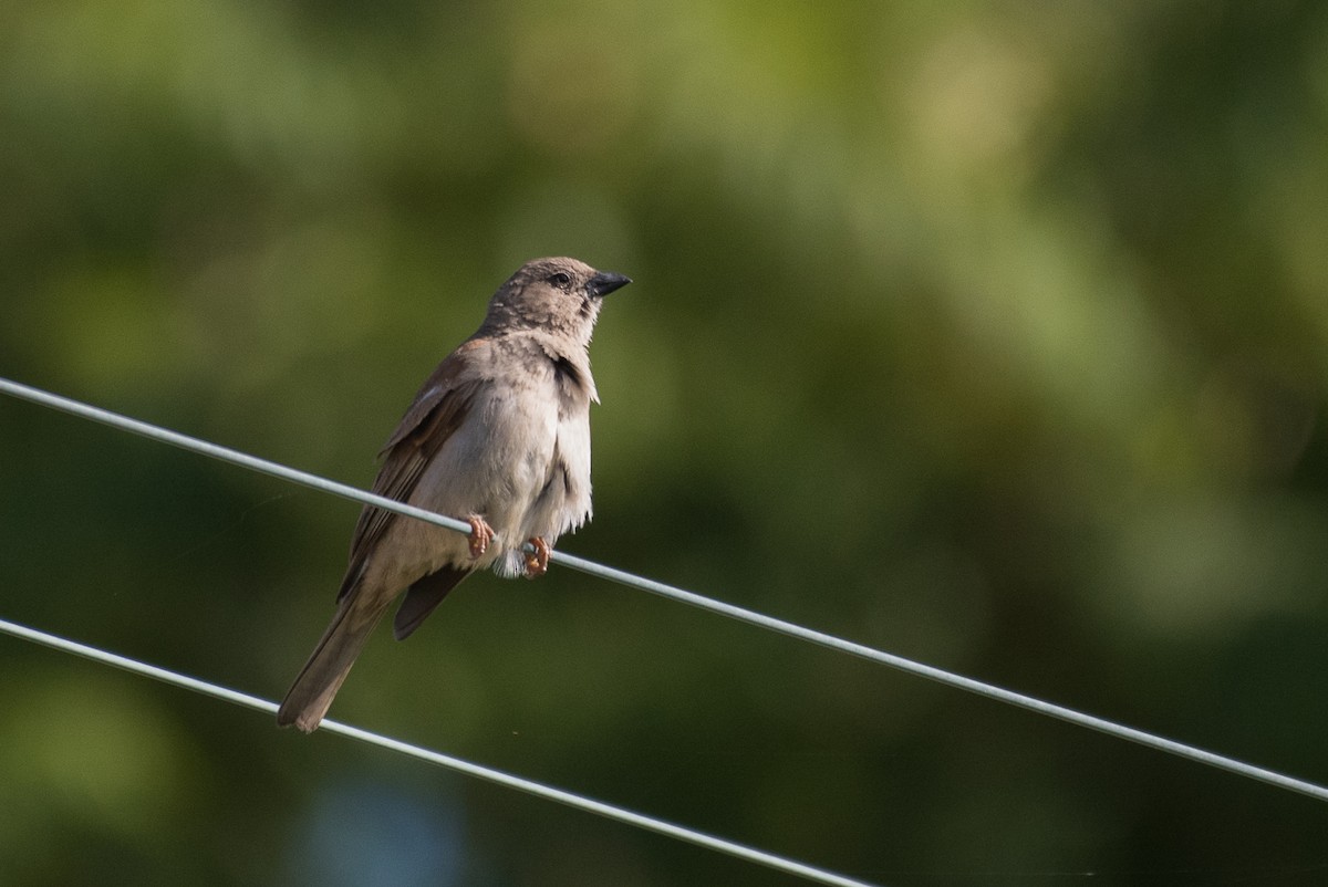 Southern Gray-headed Sparrow - Adam Jackson