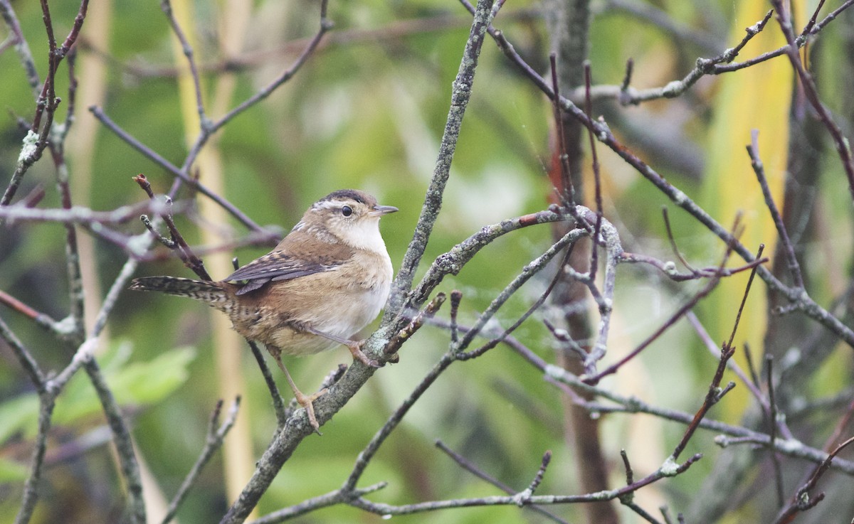 Marsh Wren - ML69461951