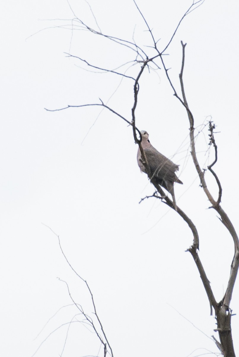 Red-eyed Dove - ML69462001