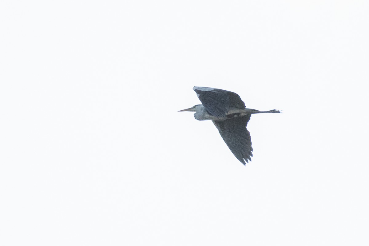 Gray Heron - ML69462471