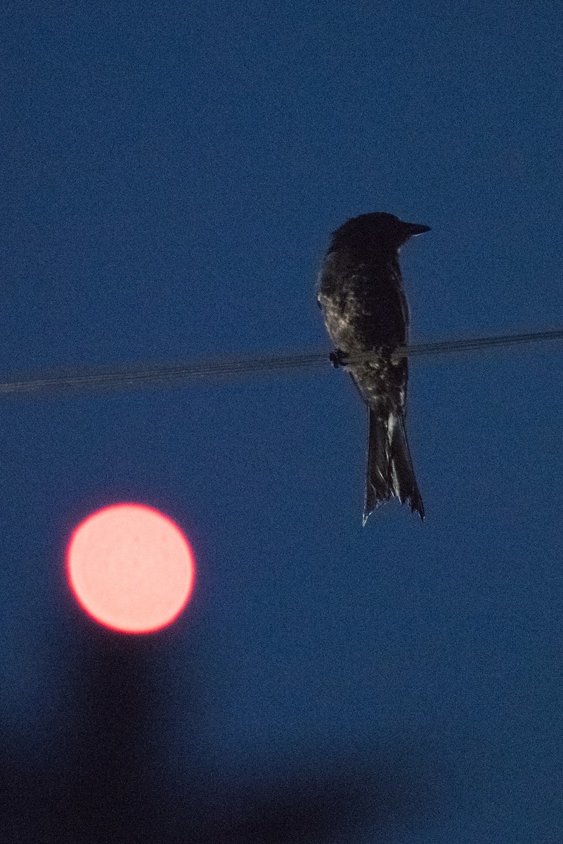 Fork-tailed Drongo - ML69463171