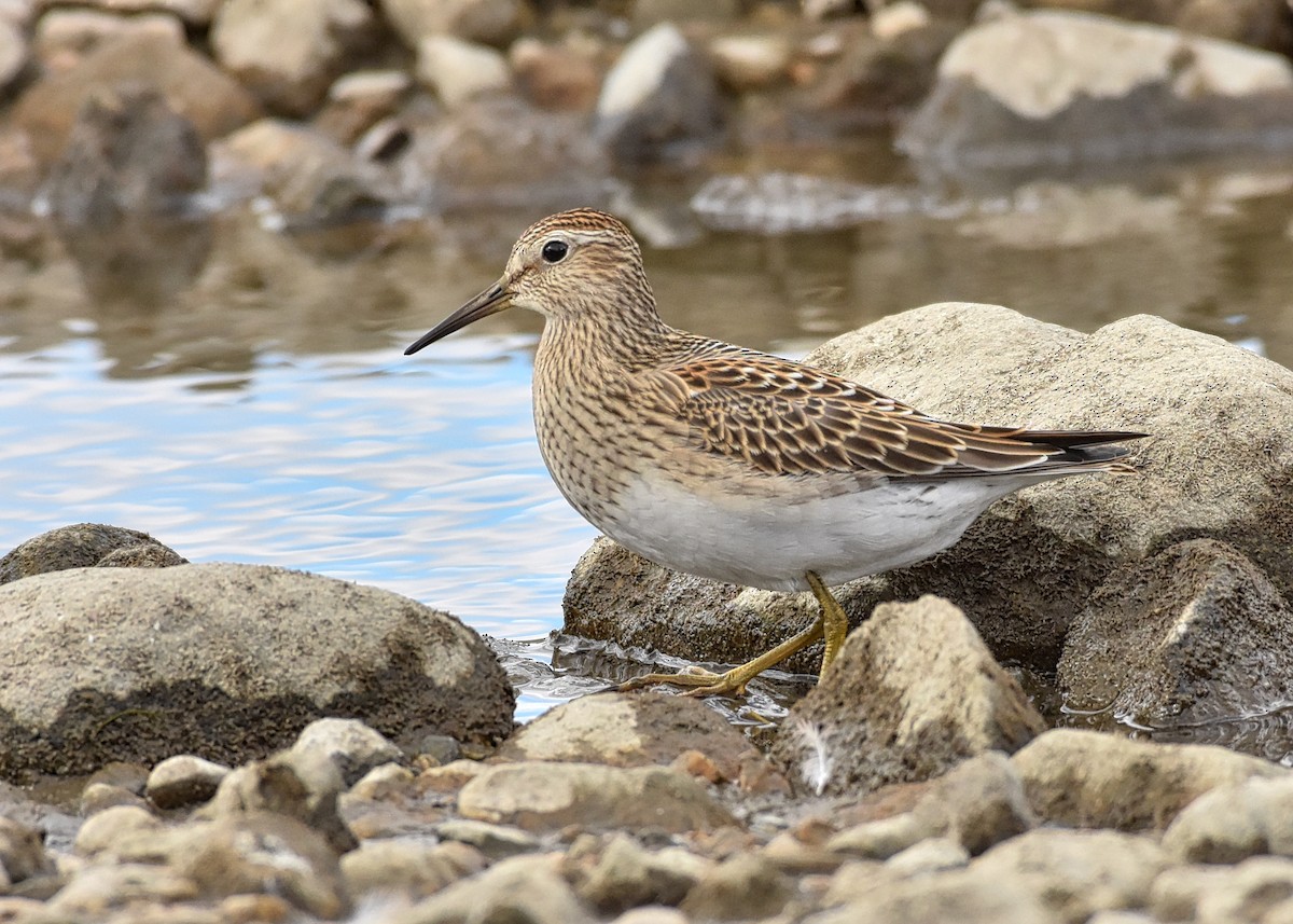 Pectoral Sandpiper - Roger Beardmore