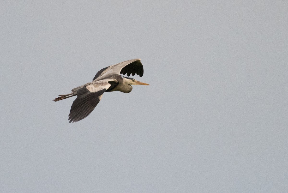 Gray Heron - ML69463711