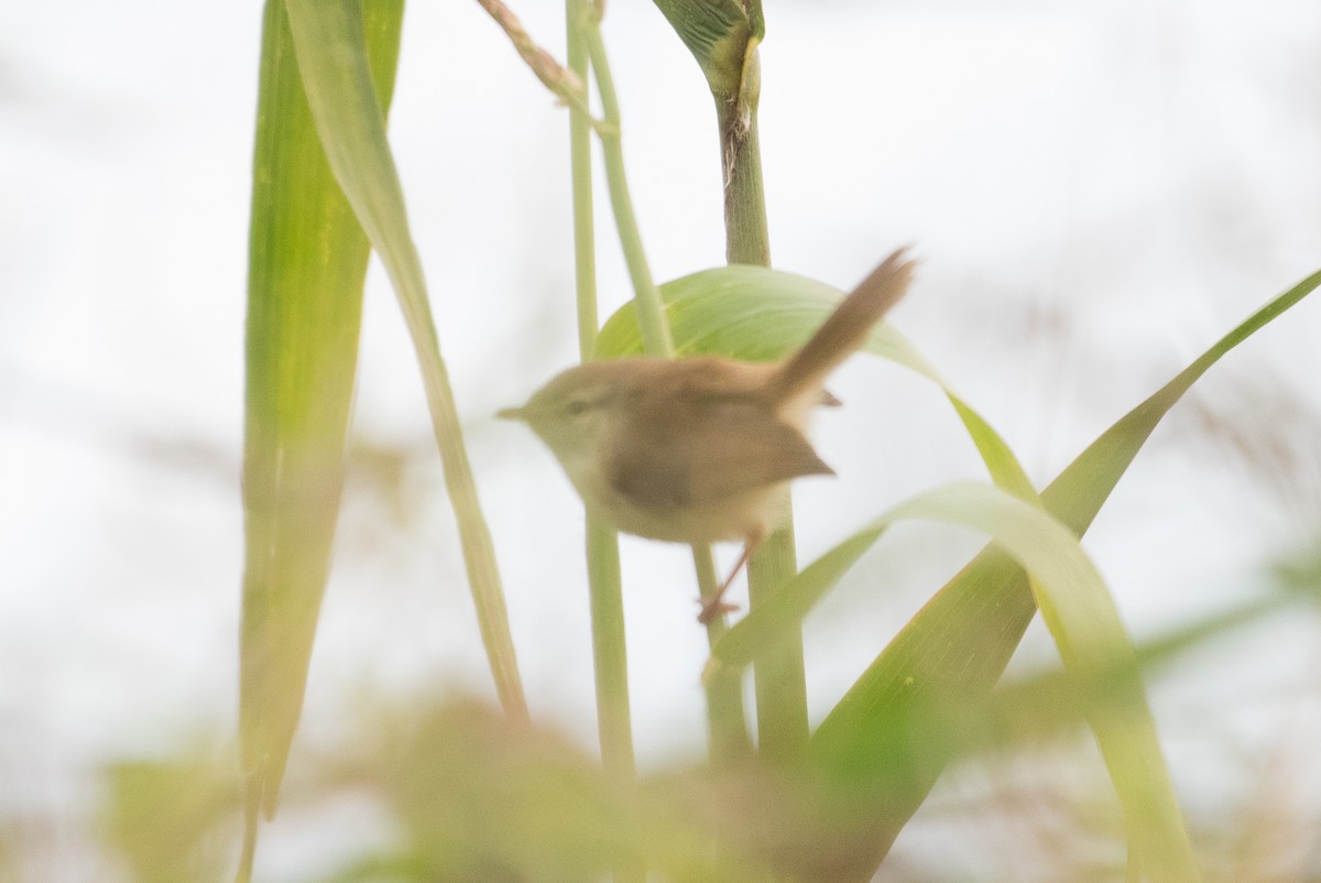 Tawny-flanked Prinia - ML69463921