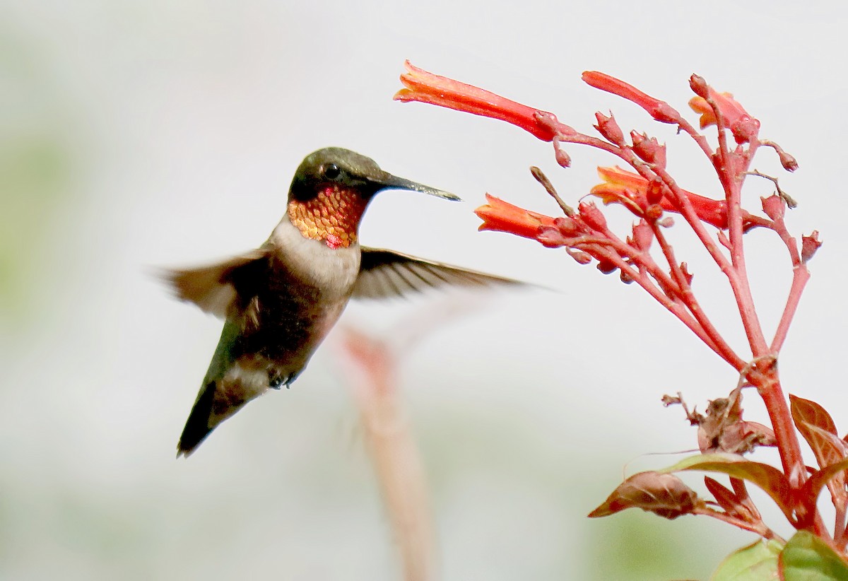 Ruby-throated Hummingbird - Roberta Blair