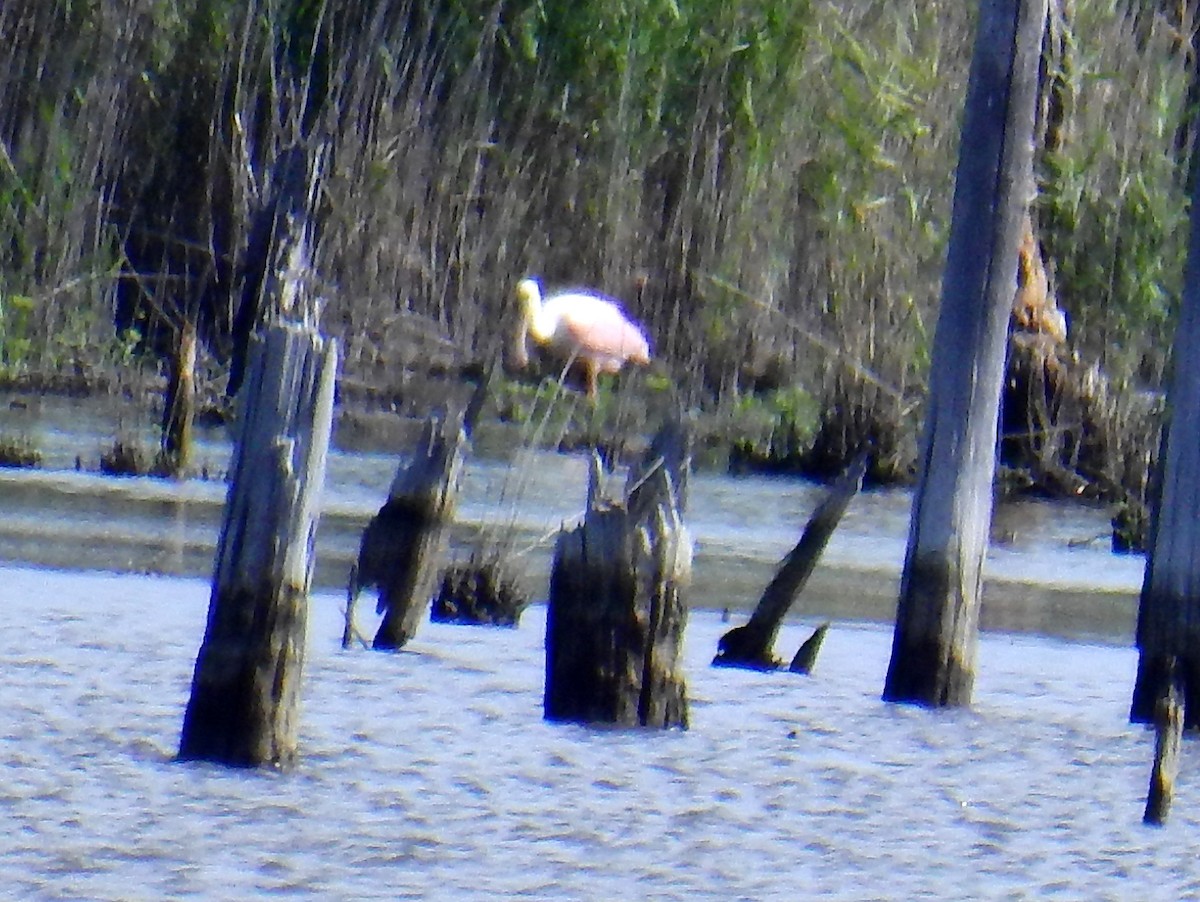 Roseate Spoonbill - Karen Pastuzyn