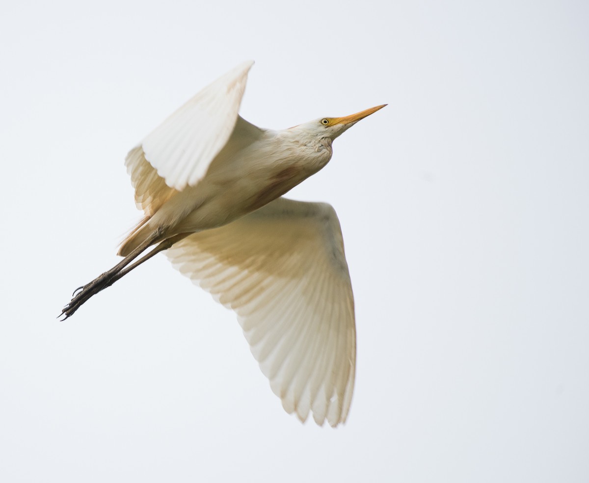 Western Cattle Egret - ML69465101