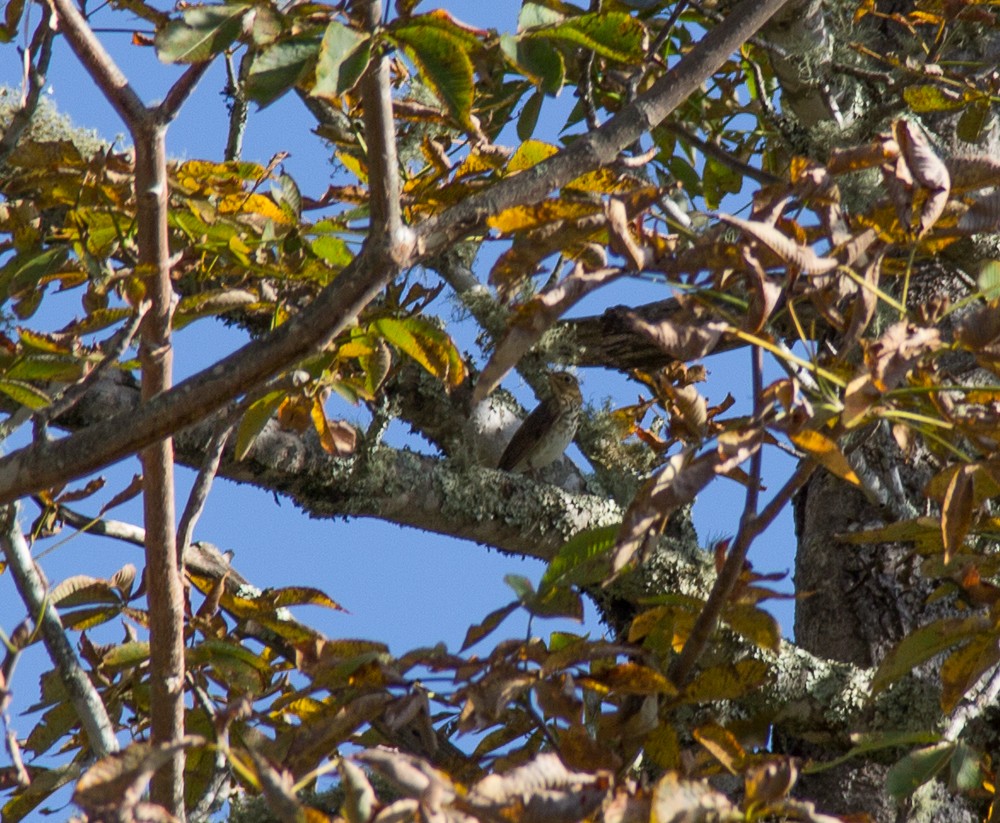 Swainson's Thrush - Kirk Gardner