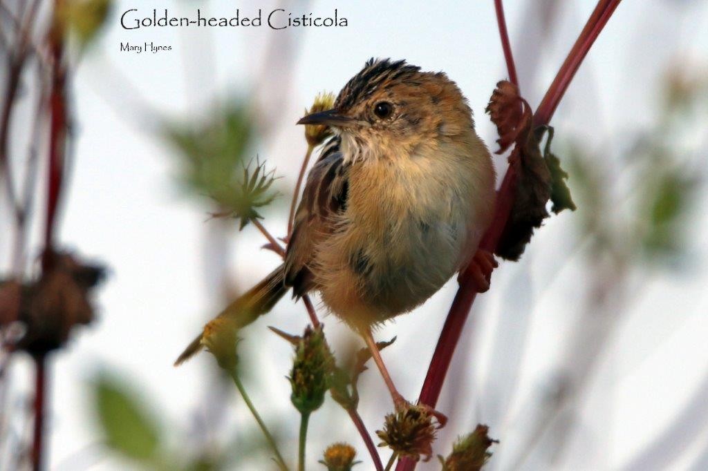 Golden-headed Cisticola - ML69465961