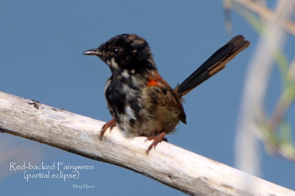 Red-backed Fairywren - ML69466041