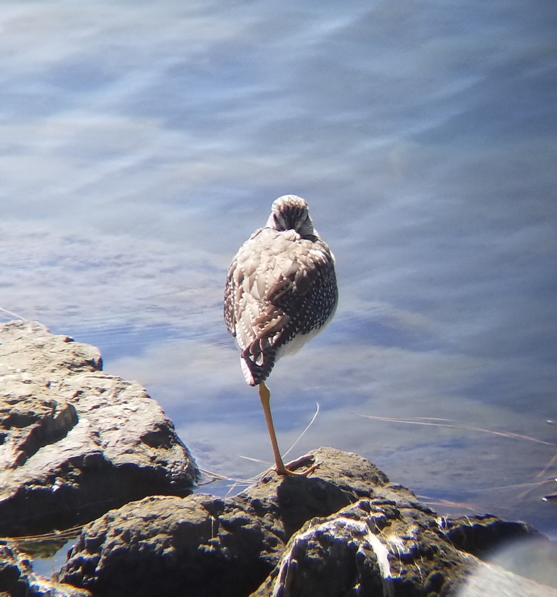 Greater Yellowlegs - ML69466091