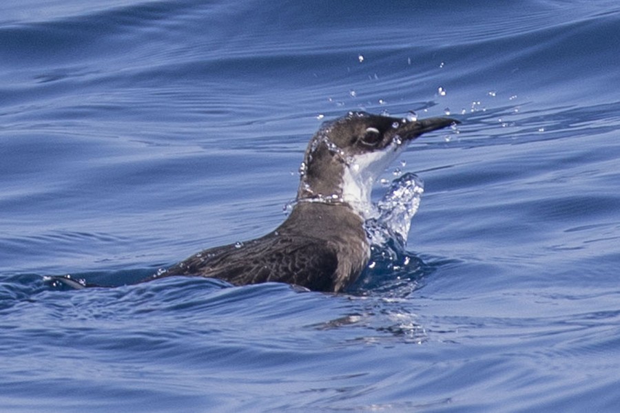 Craveri's Murrelet - ML69466661