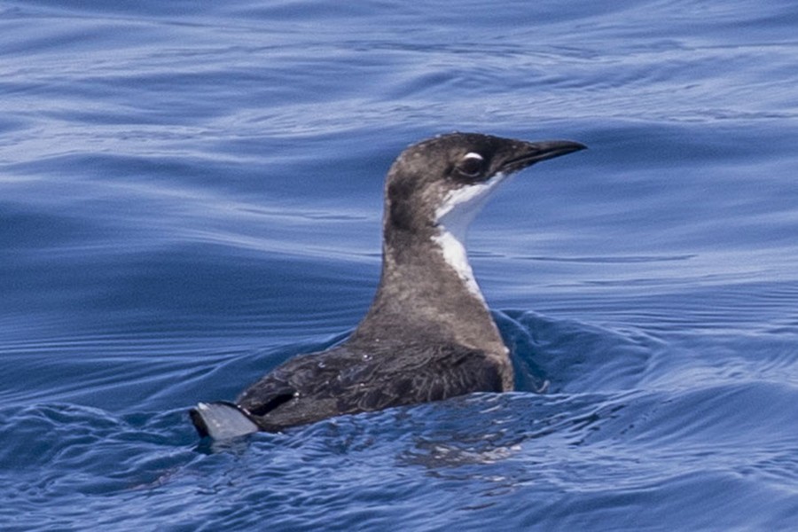 Craveri's Murrelet - ML69466671