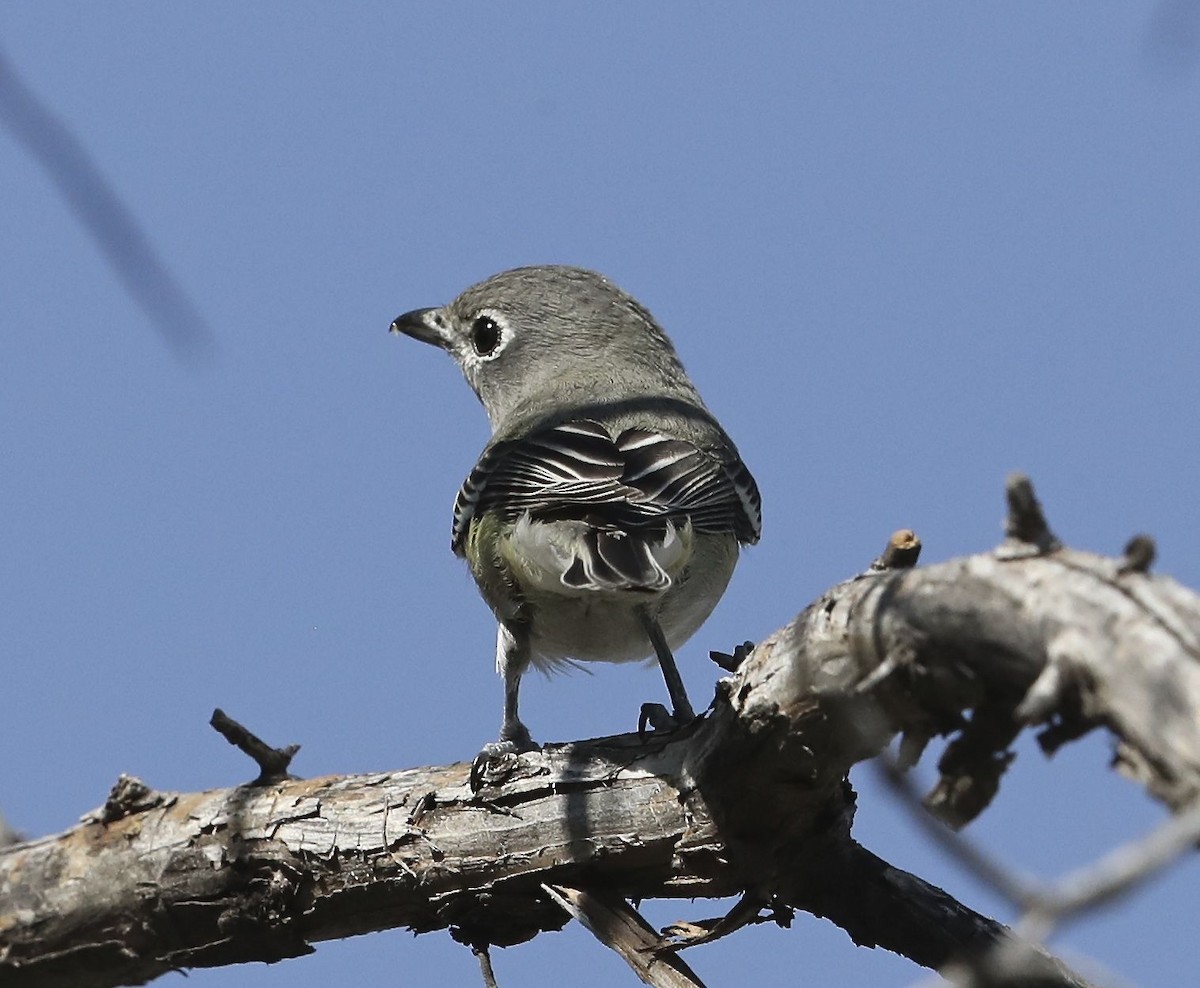 Plumbeous Vireo - ML69466871